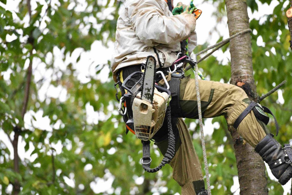 How To Use a Chainsaw with 7 Easy Steps